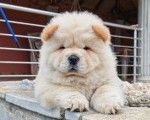 Krem Chow Chow štenci
